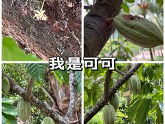 -兴隆隆苑咖啡庄园