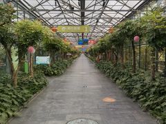 -南宫五洲植物乐园