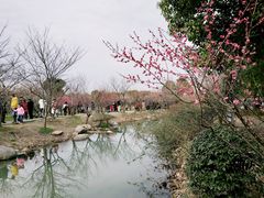 -香雪海