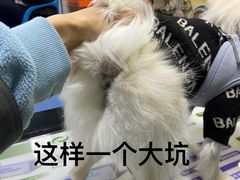 -天使宠物医院·犬猫分诊(彩虹店)
