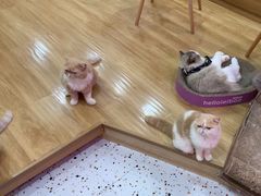 -滚猫咖啡·猫咖·猫友好撸猫(未来城店)
