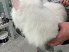 -中农大我爱我爱动物医院·核磁CT·猫病·24小时夜诊中心(石佛营店)
