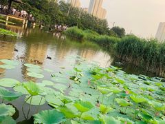 -前关湿地公园