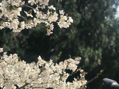 -武汉大学-樱园