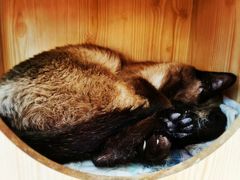 -猫小院猫主题咖啡厅(北锣店)