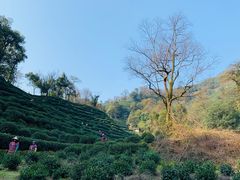 -十八棵（老龙井）御茶园(老龙井店)