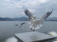 -海埂大坝