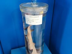 -上海海洋大学鱼文化博物馆(军工路校区)