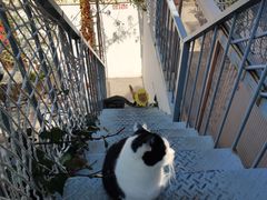 -喵屿·大理花园猫咖