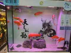 -龟与熊猫宠物公园(南坪店)