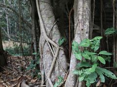 -中国科学院西双版纳热带植物园