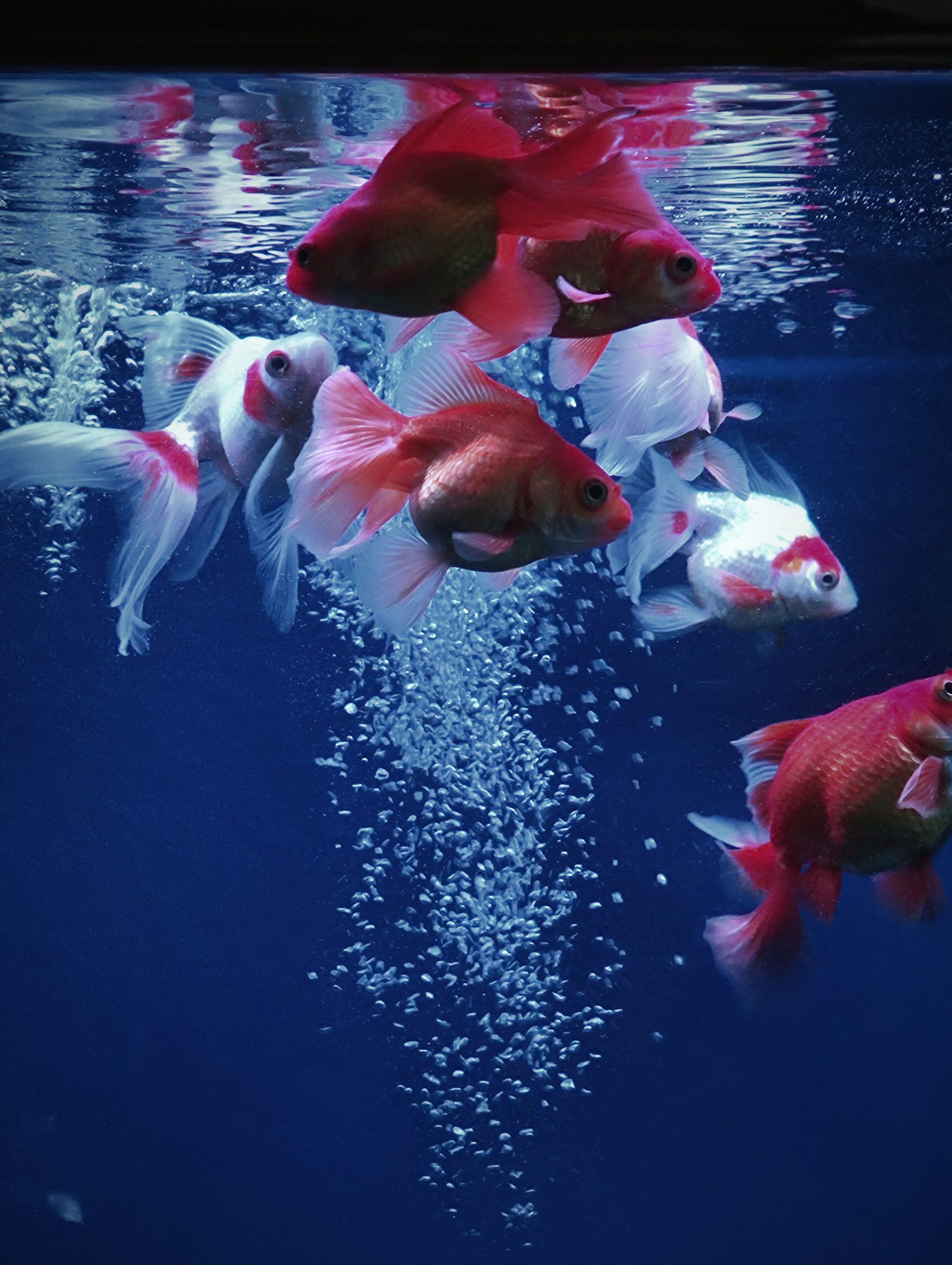 和金鱼共舞的一天