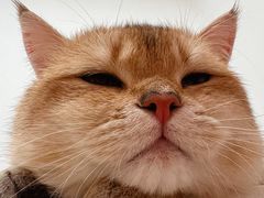 -中农大我爱我爱动物医院·核磁CT·猫病·24小时夜诊中心(石佛营店)