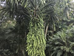 -中国科学院西双版纳热带植物园