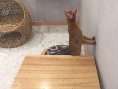 -飞行喵MR PILOT|猫舍·猫咖(静安大融城店)