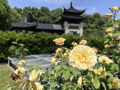 -莫愁湖公园