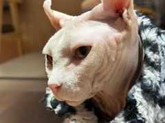 -MOCHA明星猫咖(田子坊店)