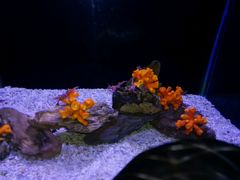 -芜湖新华联大白鲸海洋公园