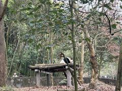 -都江堰中华大熊猫苑