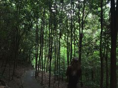 -凤栖山
