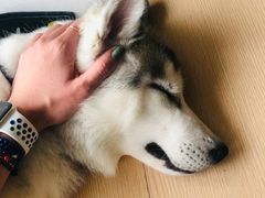 -Husky Go! 哈士奇体验馆·宠物咖啡厅狗咖