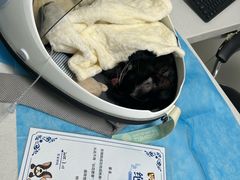 -达爱动物医院·犬猫分区·CT·复杂眼科(远洋山水分院)