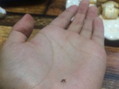 -高原第一家资格烤羊肉(玉林南路总店)