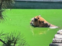 -西霞口神雕山野生动物世界