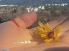 -香雪海