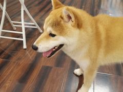 -豆柴町-柴犬主题狗咖(红鼎国际C座店)