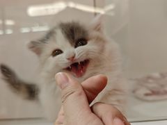 -三花喵·撸猫购宠·宠物生活馆(虹桥南丰城店)