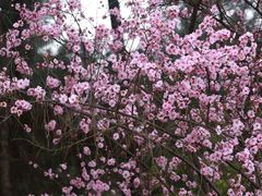 -铁山坪森林公园