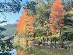 -深圳仙湖植物园
