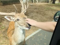 -秦皇岛野生动物园