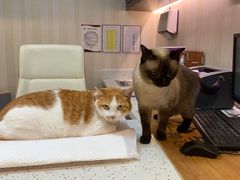 -宠爱国际动物医院·消化内科·心肾内科·ISFM猫友好(望京店)