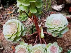 -正佳雨林生态植物园
