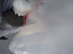 -旺福楼·包点(碑亭巷店)