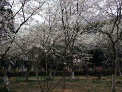 -武汉大学-樱园