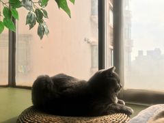-猫猫幼稚园·撸猫·桌游·电玩