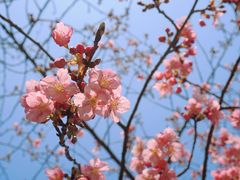 -顾村公园