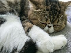 -李小姐の猫咖啡馆(五角场店)