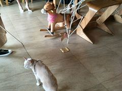-猫咖时代(中山亭店)