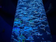 -香港海洋公园
