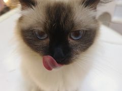 -COLOR PETS 撸猫馆·购猫·猫咖(长风大悦城店)