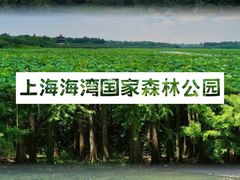-上海共青森林公园