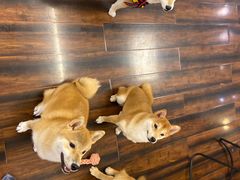 -豆柴町-柴犬主题狗咖(红鼎国际C座店)