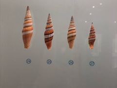 -青岛贝壳博物馆