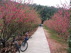 -南国桃园旅游度假区