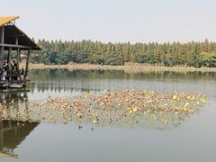 -溱湖国家湿地公园