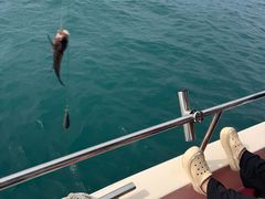 -小猫钓鱼海钓俱乐部(椰梦长廊店)